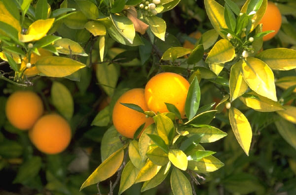 pesticides for fruits
