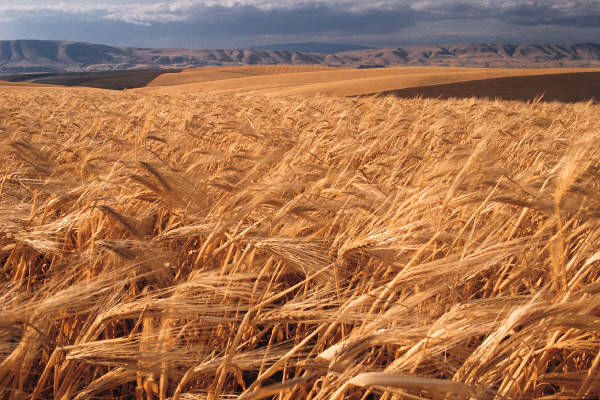 pestcides for paddy
