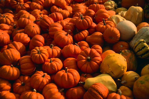 Rich Harvest